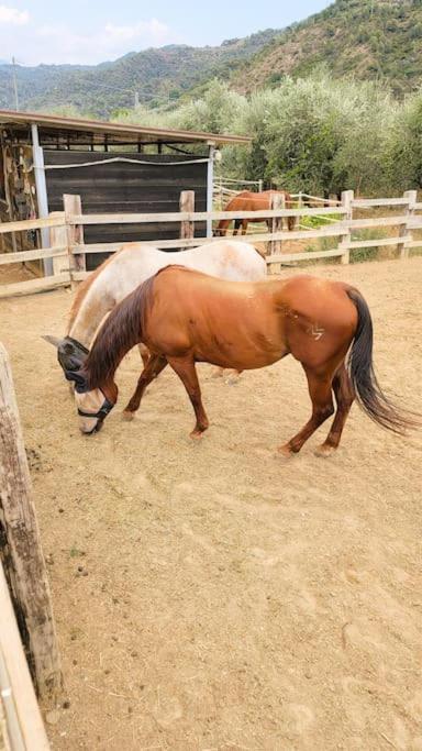 La Stalla, Casa Rustica Nel Ranch Di Cavalli Camporosso  Luaran gambar