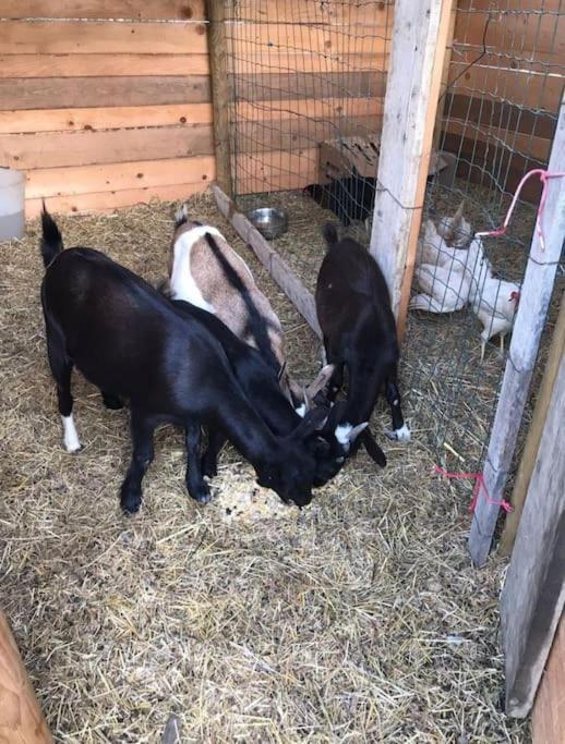 La Stalla, Casa Rustica Nel Ranch Di Cavalli Camporosso  Luaran gambar